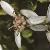 oleariaflotnumulariifolia