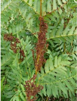osmundapfruspregalisbritishflora