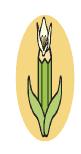 plants3a1a1a