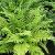 polystichumcforsetiferum