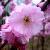 prunuscflopaccoladereadofcoblands