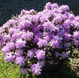 rhododendroncforimpeditumwikimediacommons