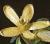 ribescflopodoratummay1968foord