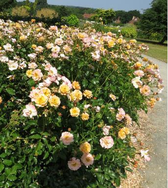 rosapforpflowercarpetamberwisleysep2014garnonswilliams