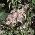 weigelacflospfloridavariegata22jun1985foord