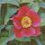 wildpeonypaeoniacflopmasculapolunin