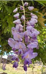 wisteriacflossinensiswikimediacommons