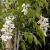wisteriaflotsinensisalba