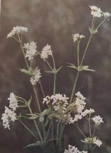 woodruffpforpgalliumodoratumcorke
