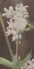 woodruffcflospgalliumodoratumcorke