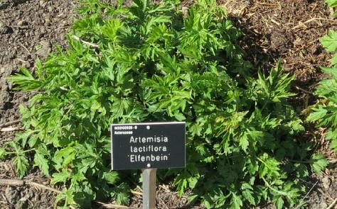 artemesiaforspr2lactifloraelfenbeingarnonswilliams