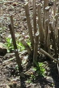 eupatoriumfolsprmaculatumriesenschirmgarnonswilliams