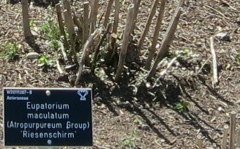 eupatoriumforspr2maculatumriesenschirmgarnonswilliams