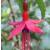 fuchsiacfloriccartoniigarnonswilliams1a1a