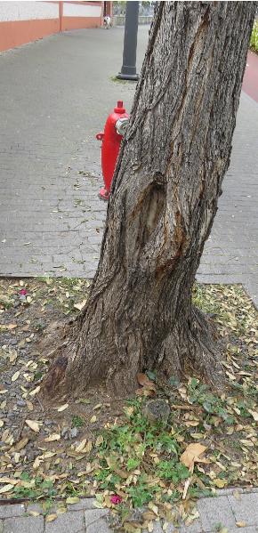 damagetotreetrunks30garnonswilliams