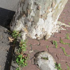 deathoftreeroots18garnonswilliams