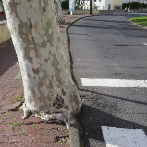 deathoftreeroots20garnonswilliams