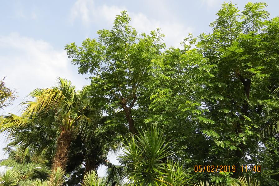 mirimarraintree2garnonswilliams