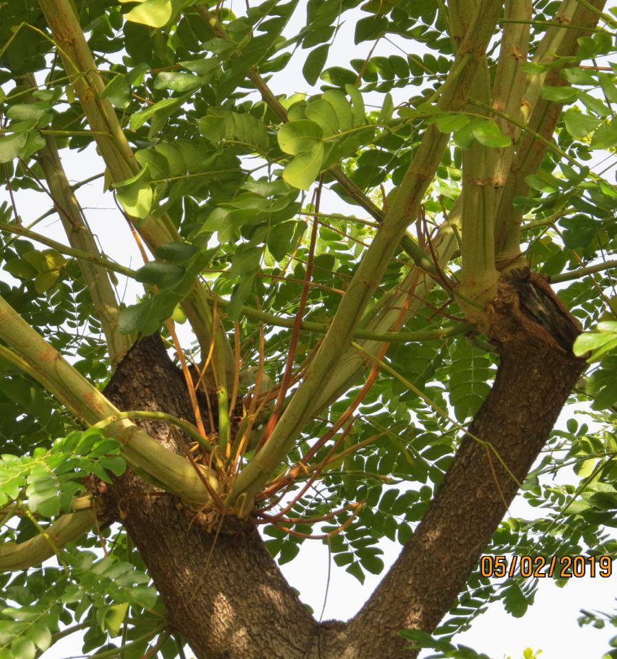 mirimarraintree3garnonswilliams