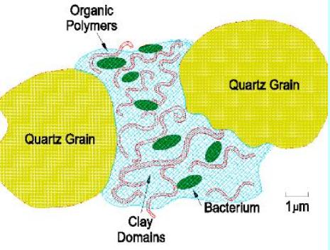 soil15c9a