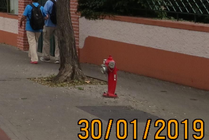 tree10waterhydrant1300119garnonswilliams