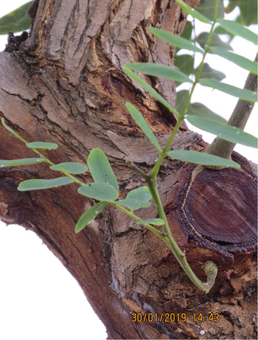 tree32newgrowth300119garnonswilliams