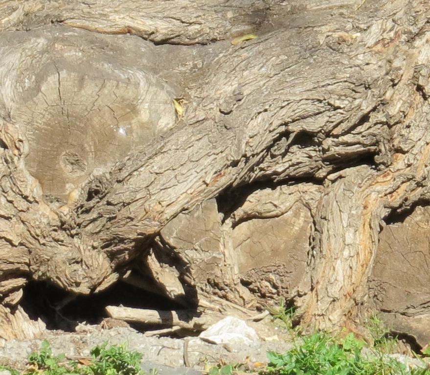 tree61gardentreecutroots4310119garnonswilliams