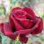 rosablackjackcflorogerltd