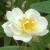rosaramblingrectorcflorogerltd1