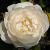 rosawinchestercathedralcflo1a