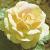 anderrosaarthurbellfloa253a