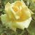 anderrosamccredysyellowfloa262a