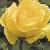 anderrosasunblestfloa90a1