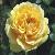rosaamberqueencflo1