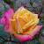 rosaambersunsetcflo1a