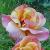 rosaautumncflorogerltd1