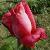 rosabigchiefcflorogerltd1