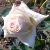 rosabobwoolleycflorogerltd1