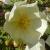 rosacantabrigiensiscflorogerltd1b