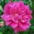 rosadorothyperkinscflorogerltd1a