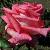 rosadrdickcflorogerltd1b