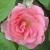 rosafrauastridspathcflorogerltd1
