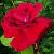 rosahannecflorogerltd1a