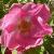 rosamargueritehillingCflorogerltd1