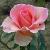 rosamotherlovecflorogerltd1