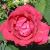 rosapaulsscarletcflo1a1
