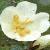 rosapimpinellifoliaflot1
