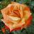 rosaremembermecflorogerltd1