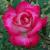 rosasweetcarolinecflorogerltd1a