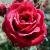 rosathisisthedaycflorogerltd1